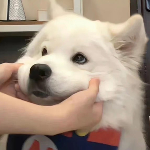 鲤鱼乡孕夫前列腺
